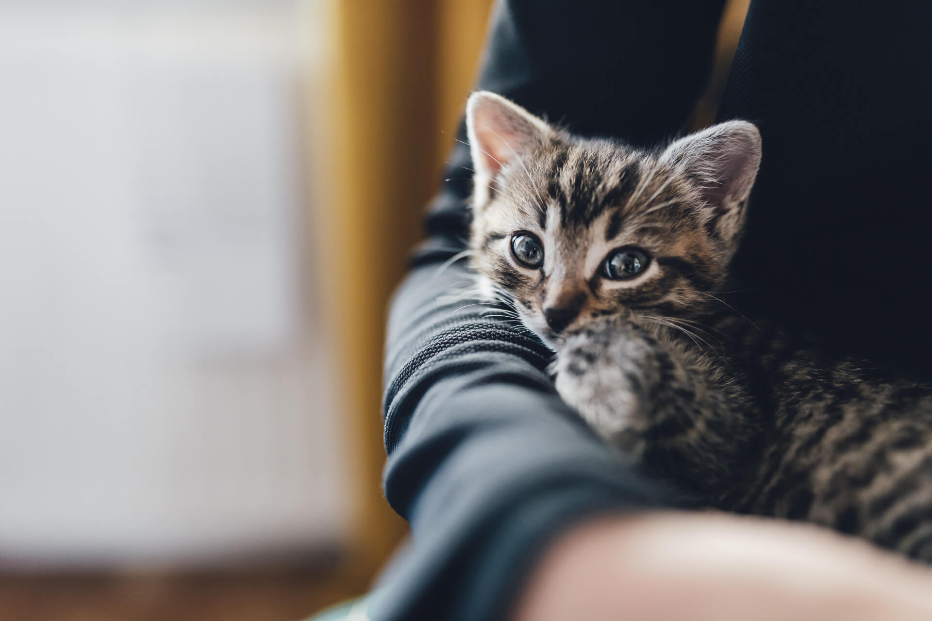 Urgent Vet in Enterprise Mobile Slider