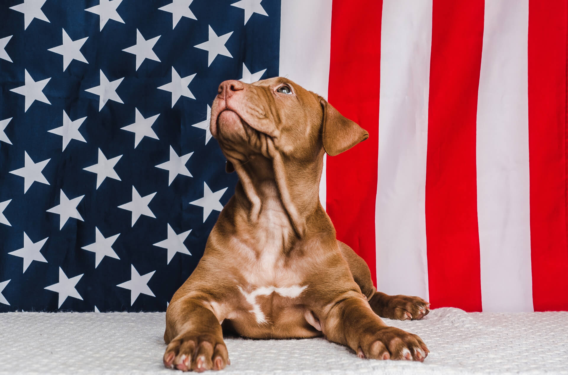 Enterprise Veterinarian Mobile