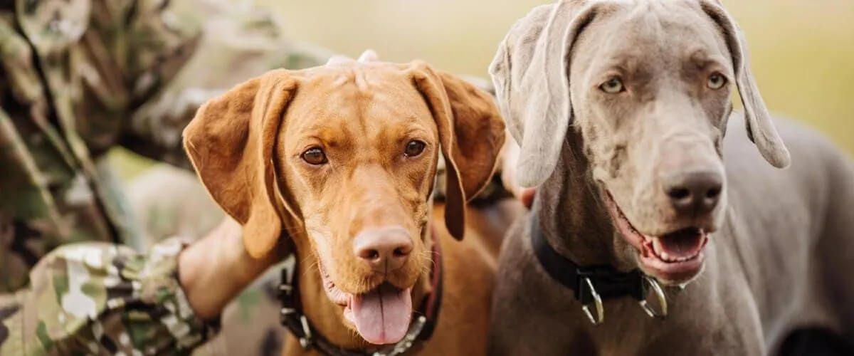 Soldier at Ft Rucker Army Base with two dogs