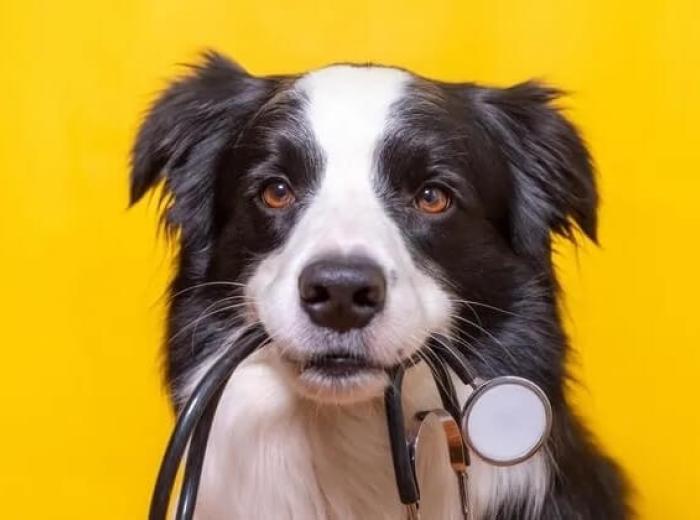 Services Offered at an Animal Hospital in Enterprise, AL