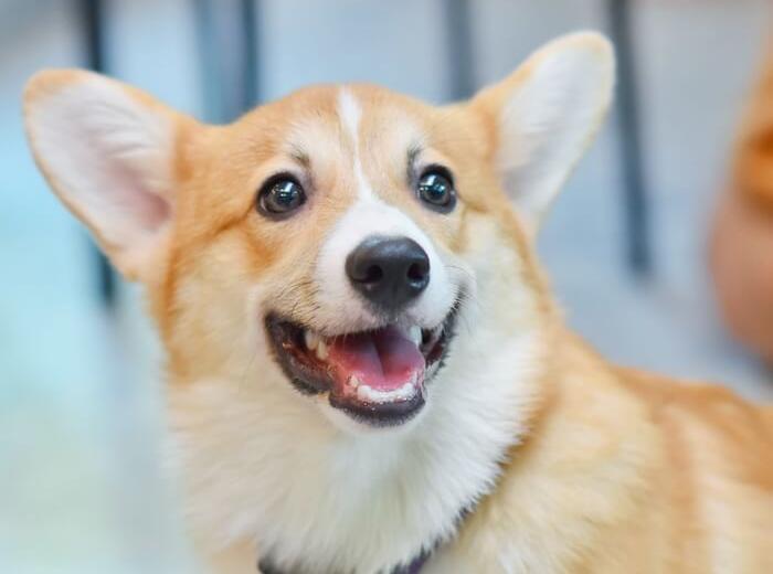 The Hidden Role of a Veterinary Clinic in Your Community’s Wellness