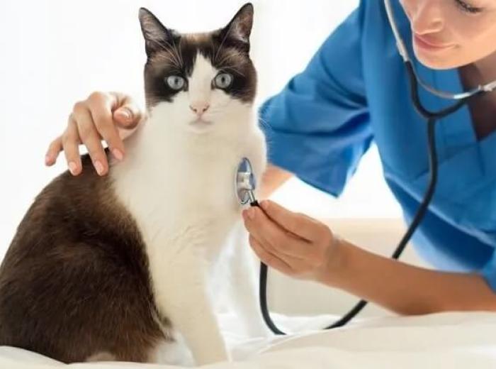 Making a First Appointment With a Cat Vet in Enterprise, AL