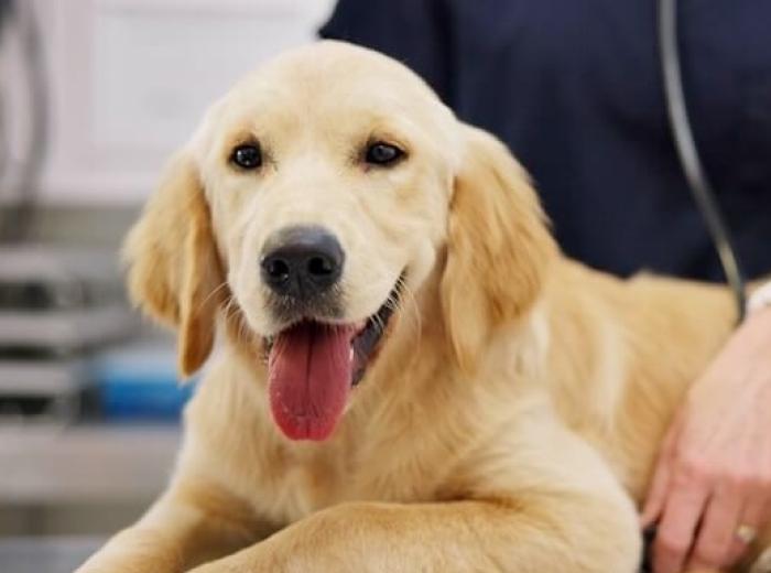 Vet Expertise: Comprehensive Care Beyond Regular Checkups