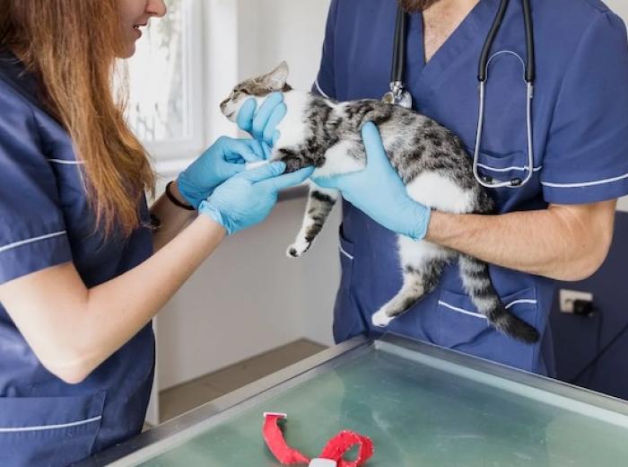 Urgent Care Vet: Cost-Effective Care for Unexpected Pet Health Issues