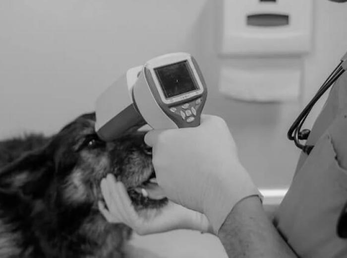 Should I See an Urgent Care or ER Vet in Enterprise, AL?