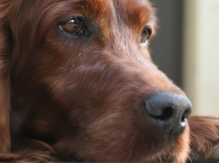 How Do I Know When It's Time for Pet Euthanasia?