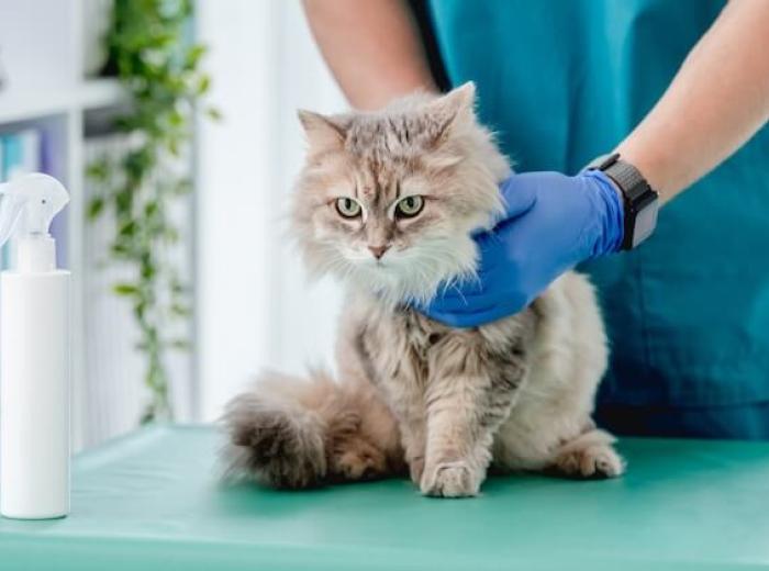 Veterinary Clinic: Supporting Your Pet’s Long-Term Health and Well-Being