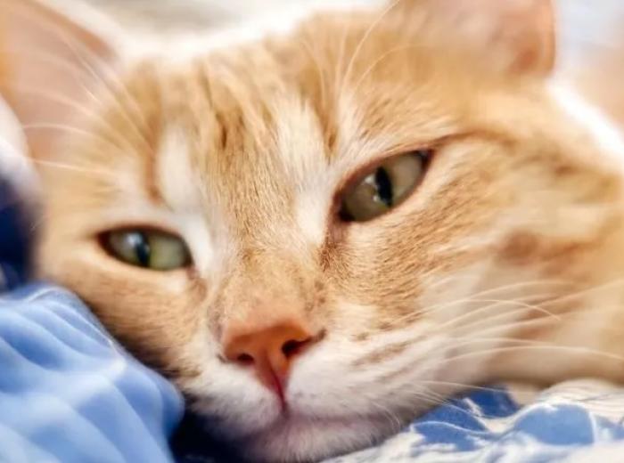 Why Bring Your Pet to an Urgent Care Vet?