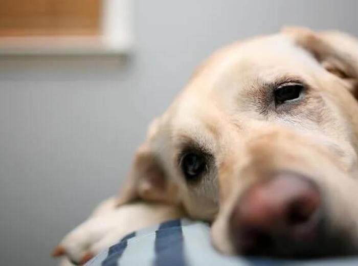 When to See an Urgent Care Vet or Emergency Vet