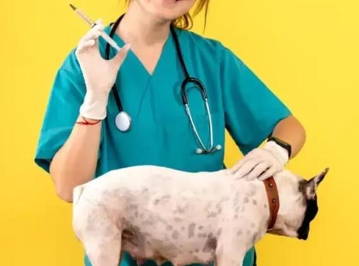 Veterinarian Tips for Keeping Pets Healthy and Stress-Free