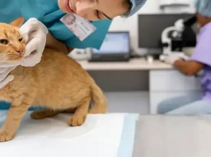 Understanding Vet Enterprise: Affordable and Convenient Veterinary Clinic Care