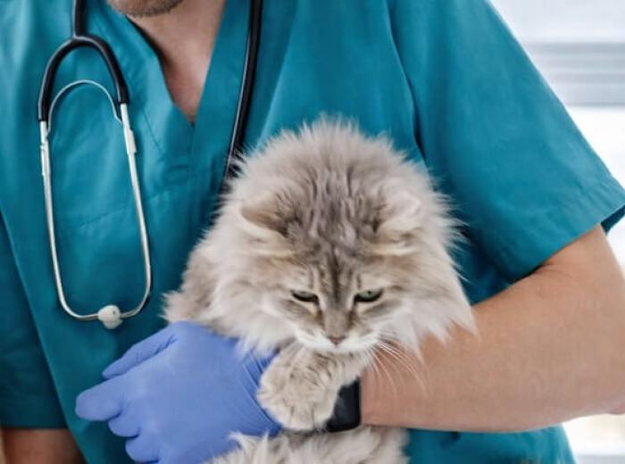 When to Visit a Vet Walk-In Clinic in Montgomery, AL