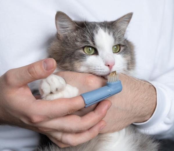 Cat Dental Care