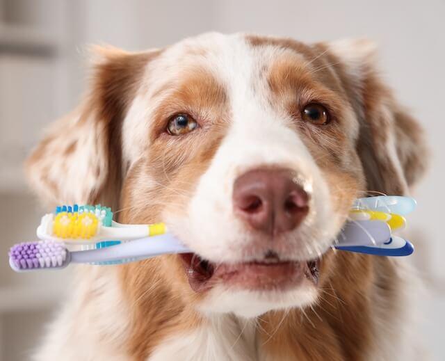 Dog Dental Care