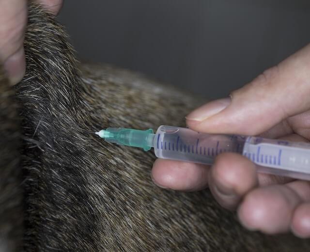 Vaccinations
